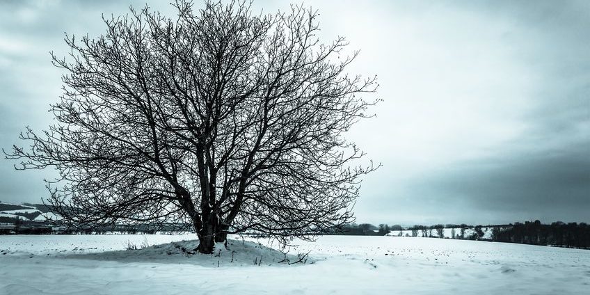 images_arbre-solitaire-hiver