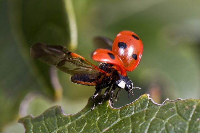 images_ladybug-743562_1280
