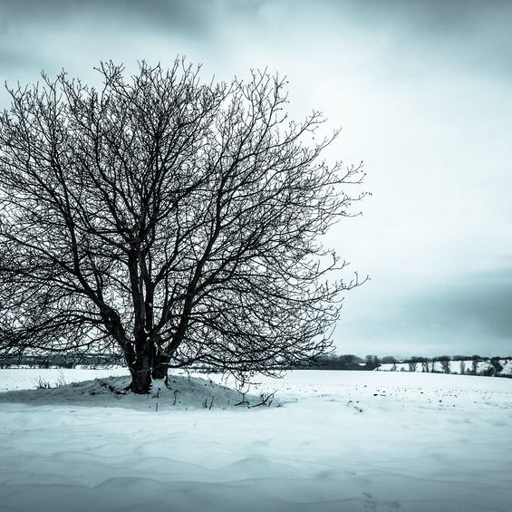 images_arbre-solitaire-hiver