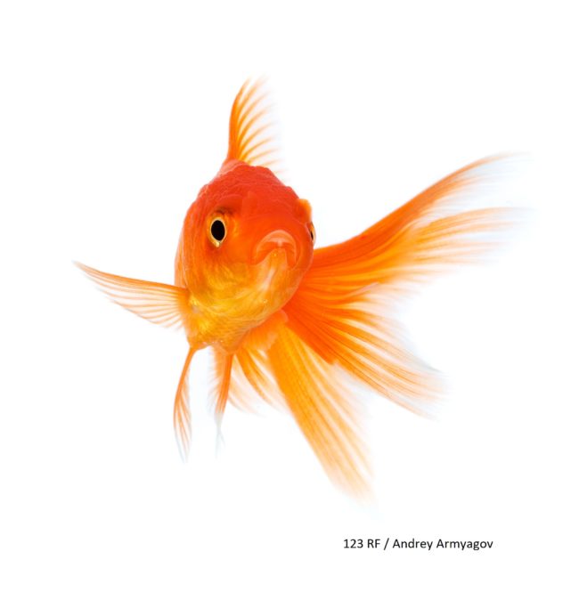 images_poisson-rouge27636268_l